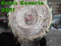 /album/canarios/crias-2011-jpg/